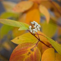 Осени плоды :: Ирина С