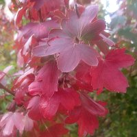 Осенние краски :: Елена Семигина Осенние краски :: Елена Семигина