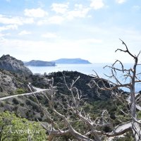 Природа Крыма :: Amazing Cosmea