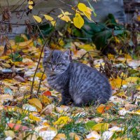 Маленький и серьезный :: Владимир Иванович