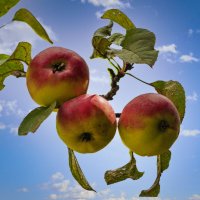 Яблоня сорта Жигулёвское. :: Aleksey Afonin