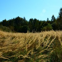 Контрасты осени. :: Михаил Колосов 