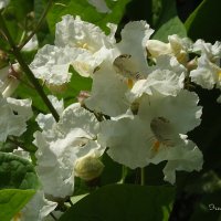 Катальпа :: Freddy 97