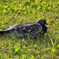 Устал после купания, прилёг отдохнуть :: Светлана 