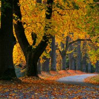 Осенние дорожки :: Юрий. Шмаков