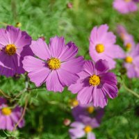 *** :: Виктор Иванович Чернюк *** :: Виктор Иванович Чернюк