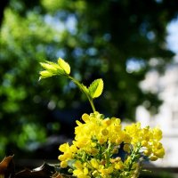 жёлтый в кадре :: Татьяна Ерохина