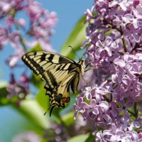Махаон :: lyudmila Курлова Махаон :: lyudmila Курлова
