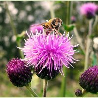 Журчалка на цветке. :: Лия ☼