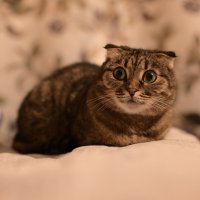 Когда позвали кушать :: Владислав Левашов Когда позвали кушать :: Владислав Левашов