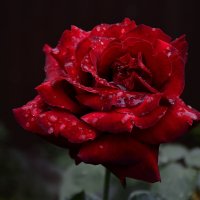 На лепестках душистой розы сверкают капельки дождя... :: Надежда Куркина 