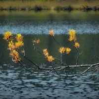 На оз. Плавучее... :: Владимир Шошин На оз. Плавучее... :: Владимир Шошин