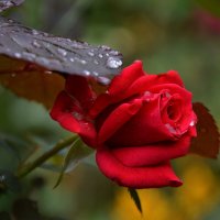 *** :: Надежда Куркина *** :: Надежда Куркина