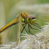Осенняя зарисовка... :: Константин Штарк
