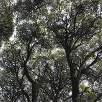 Кружева) :: Любовь 