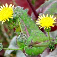 Осенние цветы :: Александр Чеботарь