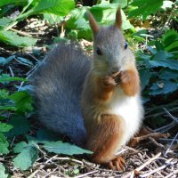 Белочка в парке :: Наиля 