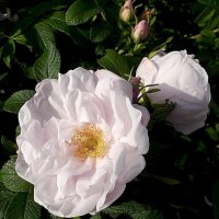 Шиповник. :: VasiLina *