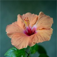 гибискус :: Ирина С