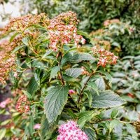 Спирея :: Veera V