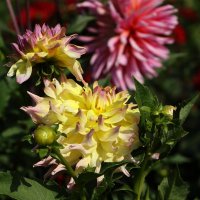 Георгина :: Анатолий Шумилин