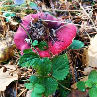 Натюрморт от природы :: Любовь Сахарова