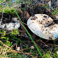 Подгруздок белый :: Любовь Сахарова