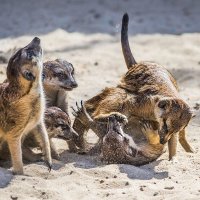 Сурикаты :: SanSan 