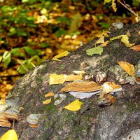 Грибное место :: Татьяна Лютаева