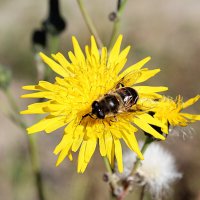 Муха осенняя :: Татьяна Лютаева Муха осенняя :: Татьяна Лютаева
