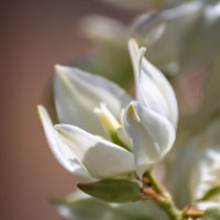 Юкка :: Игорь Сикорский Юкка :: Игорь Сикорский