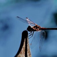 *** :: Николай Саржанов