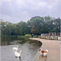 Дождливый день. Яша и лебеди. :: Валерия Комова