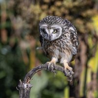 сова болотная. :: юрий макаров