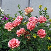 Цветы. :: Владимир Драгунский Цветы. :: Владимир Драгунский