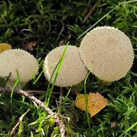 Трио. :: Ольга Трио. :: Ольга