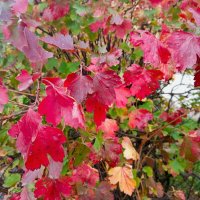 Краски осени :: Елена Семигина Краски осени :: Елена Семигина