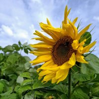 Просто лето... :: Сергей Клапишевский Просто лето... :: Сергей Клапишевский