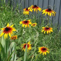 Рудбекия :: Рита Симонова