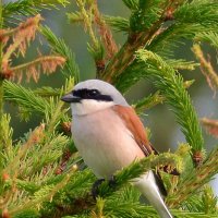 Жулан сорокопут :: Владислав Иопек