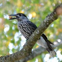 Кедровка :: Владислав Иопек