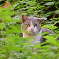 *** :: Владислав Левашов