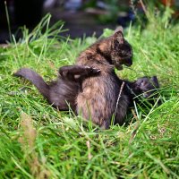 *** :: Владислав Левашов *** :: Владислав Левашов