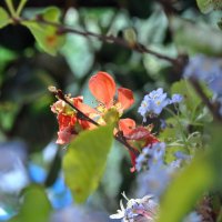 Летнее настроение :: AleksSPb Лесниченко Летнее настроение :: AleksSPb Лесниченко