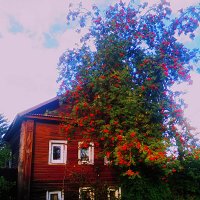 Рябина под окном :: Сергей Кочнев
