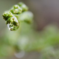 Капелька - дождинка.... :: Надежда Куркина 