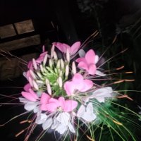 Клеома :: Ирэн 