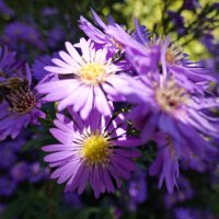 Саксафона осенний мотив.. :: Галина 