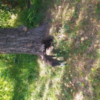 парочка гуляет... :: Галина Флора парочка гуляет... :: Галина Флора