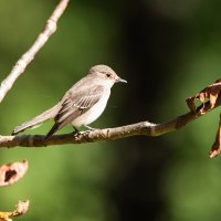Мухоловка серая. :: Виктор Евстратов